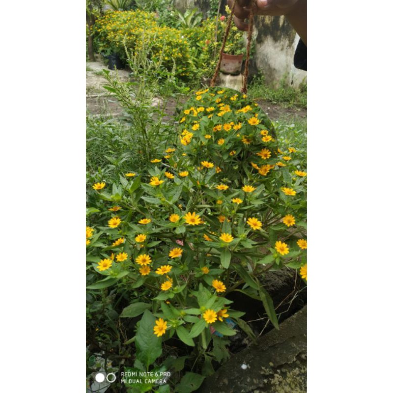 cermin tali rami cermin bulat cermin aesthetic cermin rias bundar cermin tempel dinding gantung 20cm-5