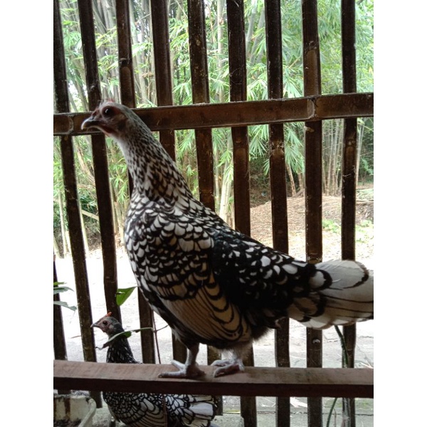ayam batik Itali betina