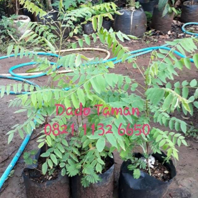 Pohon belimbing wuluh bibit tanaman belimbing wuluh belimbing sayur