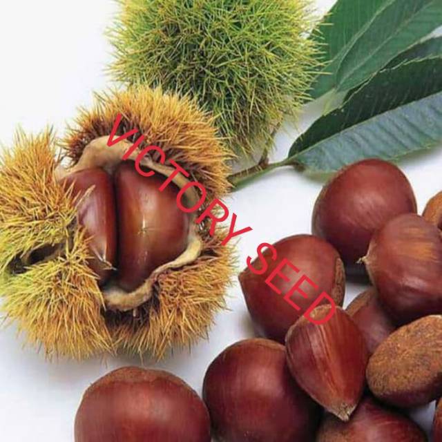 Victory Seed Bibit Benih Chestnut (Isi 10 Gram)