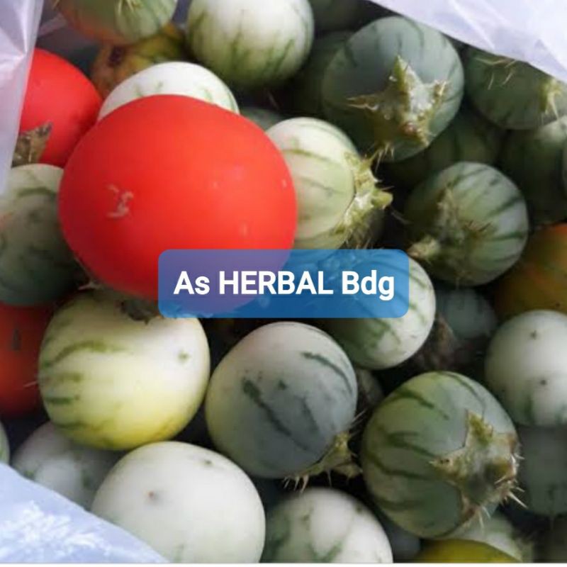 Terong hutan atau terung pari terong terong pari duri 500 gram-az