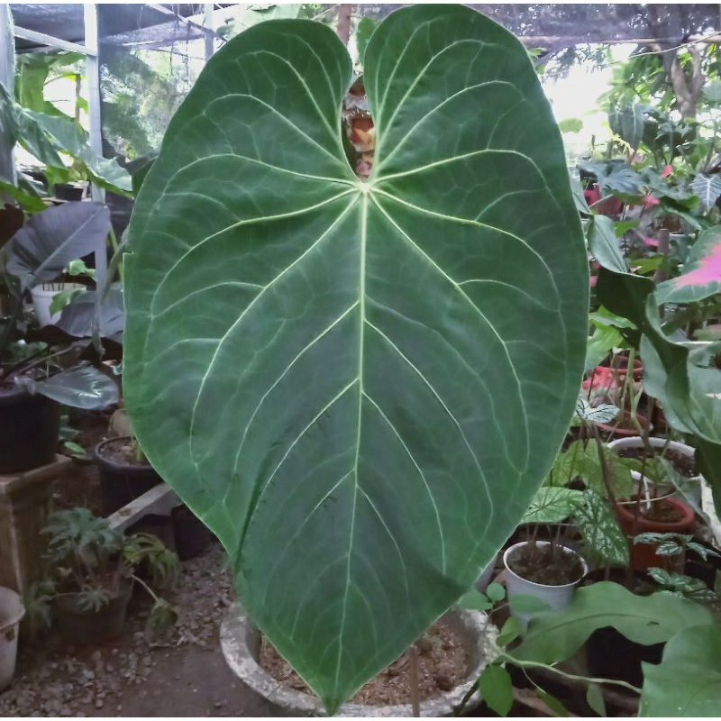 kuping gajah magnificum verde