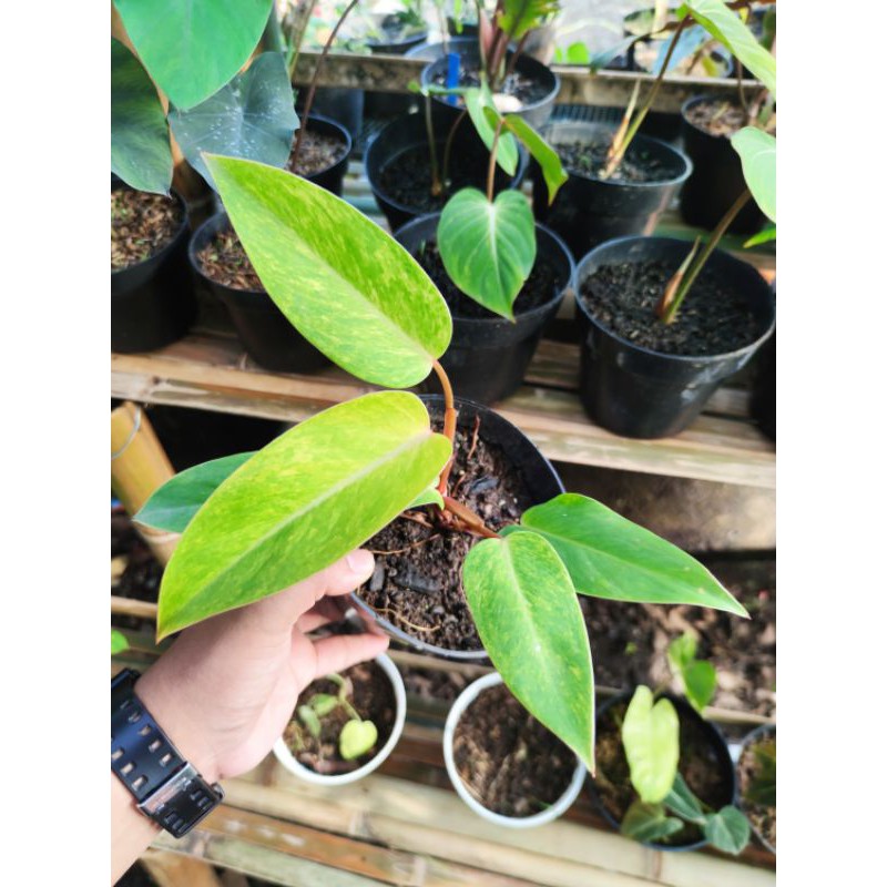 Philodendron Painted Lady