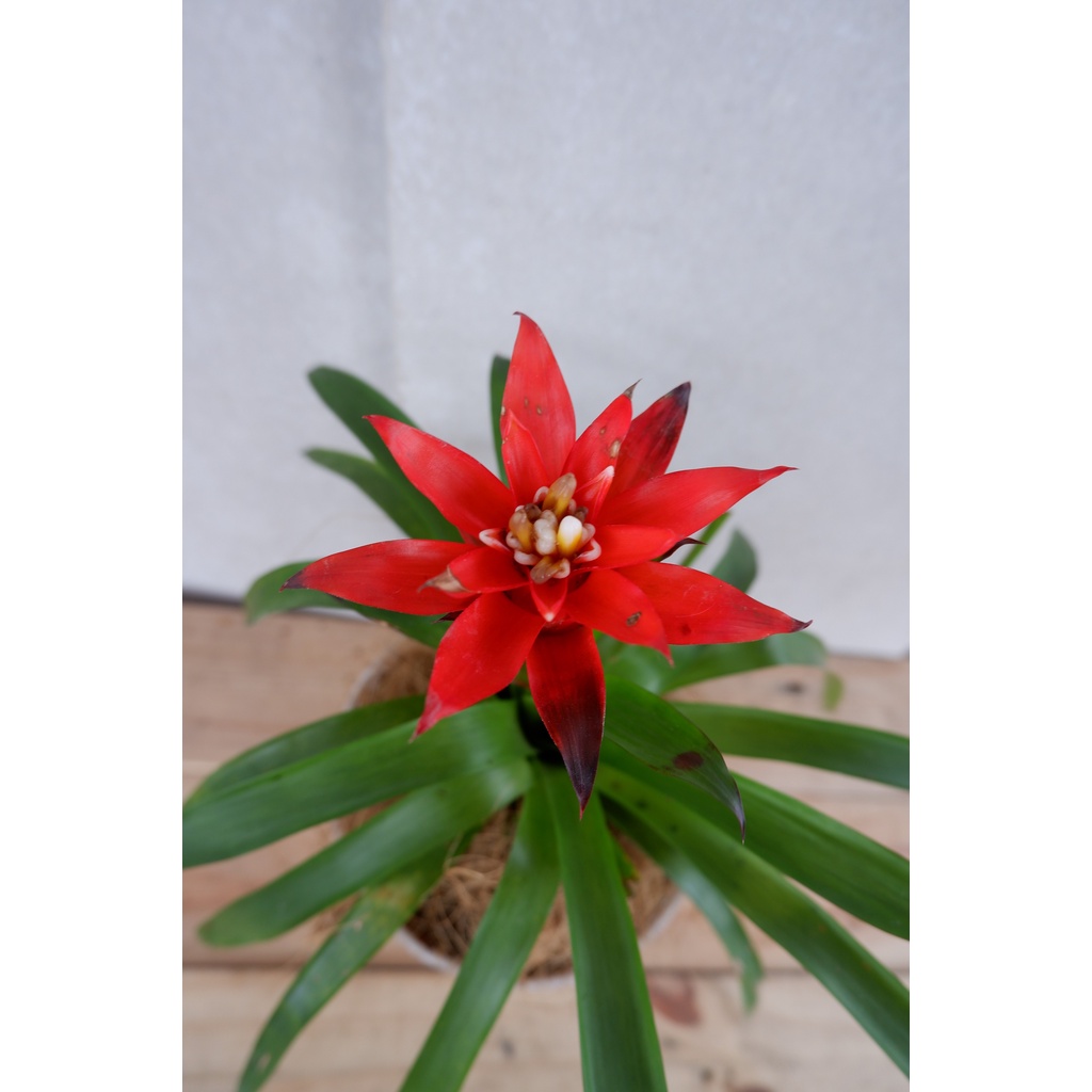 Bromelia Guzmania - Tanaman Bunga