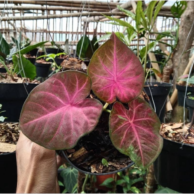 Keladi Pinky Boy Tanaman Hias Hidup Bibit Bunga Caladium Pinky Boy