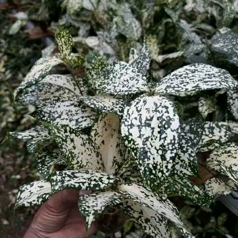 tanaman hias dracena florida-murah dracena florida-PROMO DRACENA FLORIDA-pohon hias dracena florida