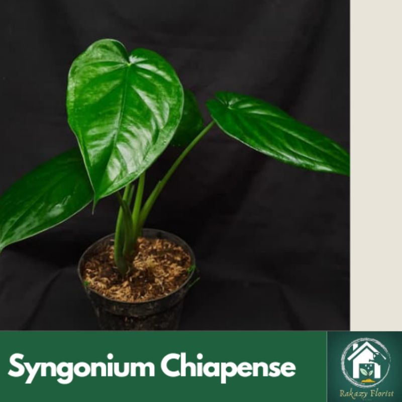 Syngonium Chiapense
