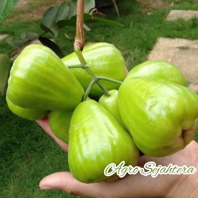 Bibit Jambu Air Cincalo Tebu