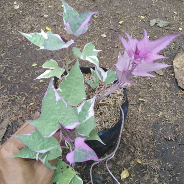 Tanaman hias ubi ungu