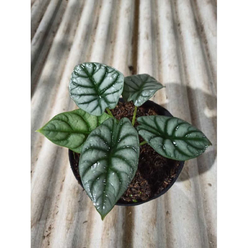 alocasia bibit kladi tengkorak silver