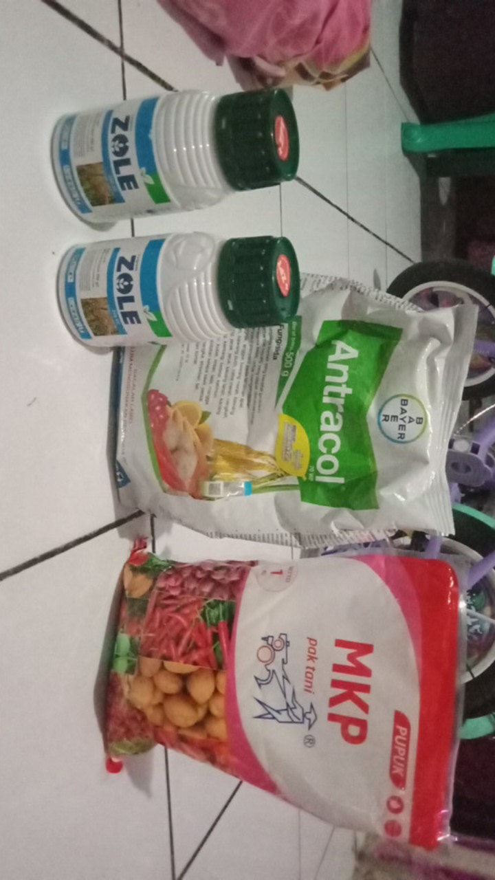 Fungisida Kontak Antracol 70 Wp - 500 Gram