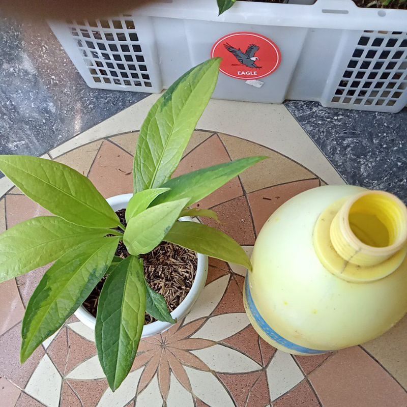 jemani varigata lemon rumpun