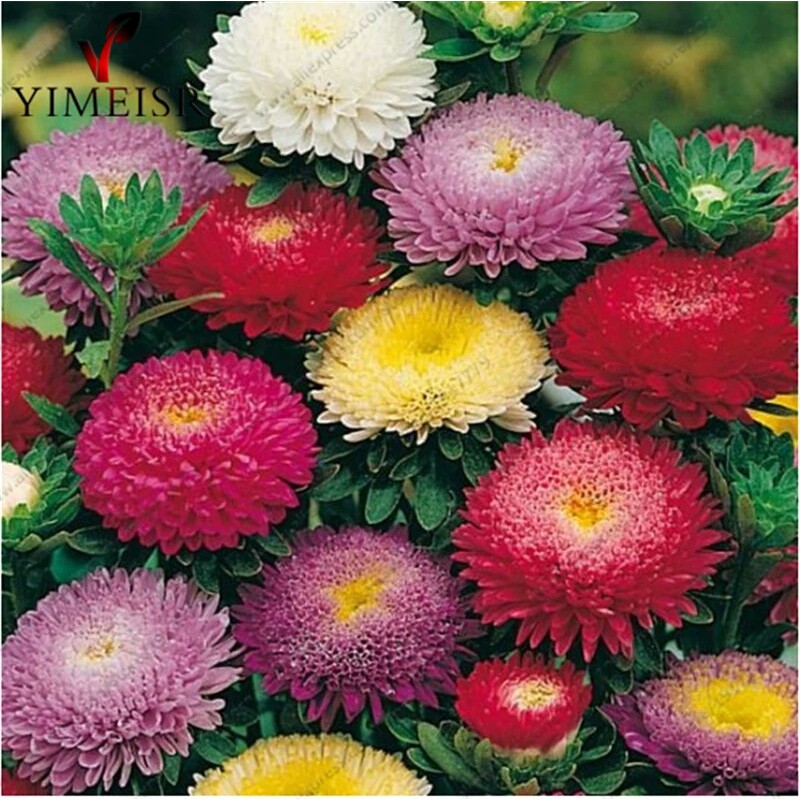 Biji Bunga Aster Mini Mixed (Dwarf Aster Seeds)