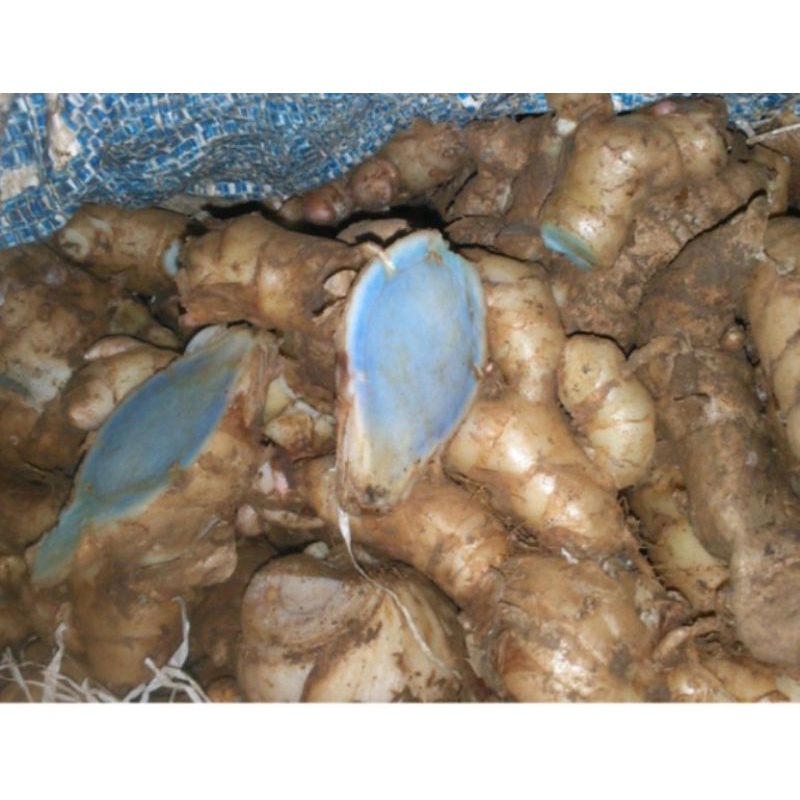 

Temu hitam segar 1kg fresh