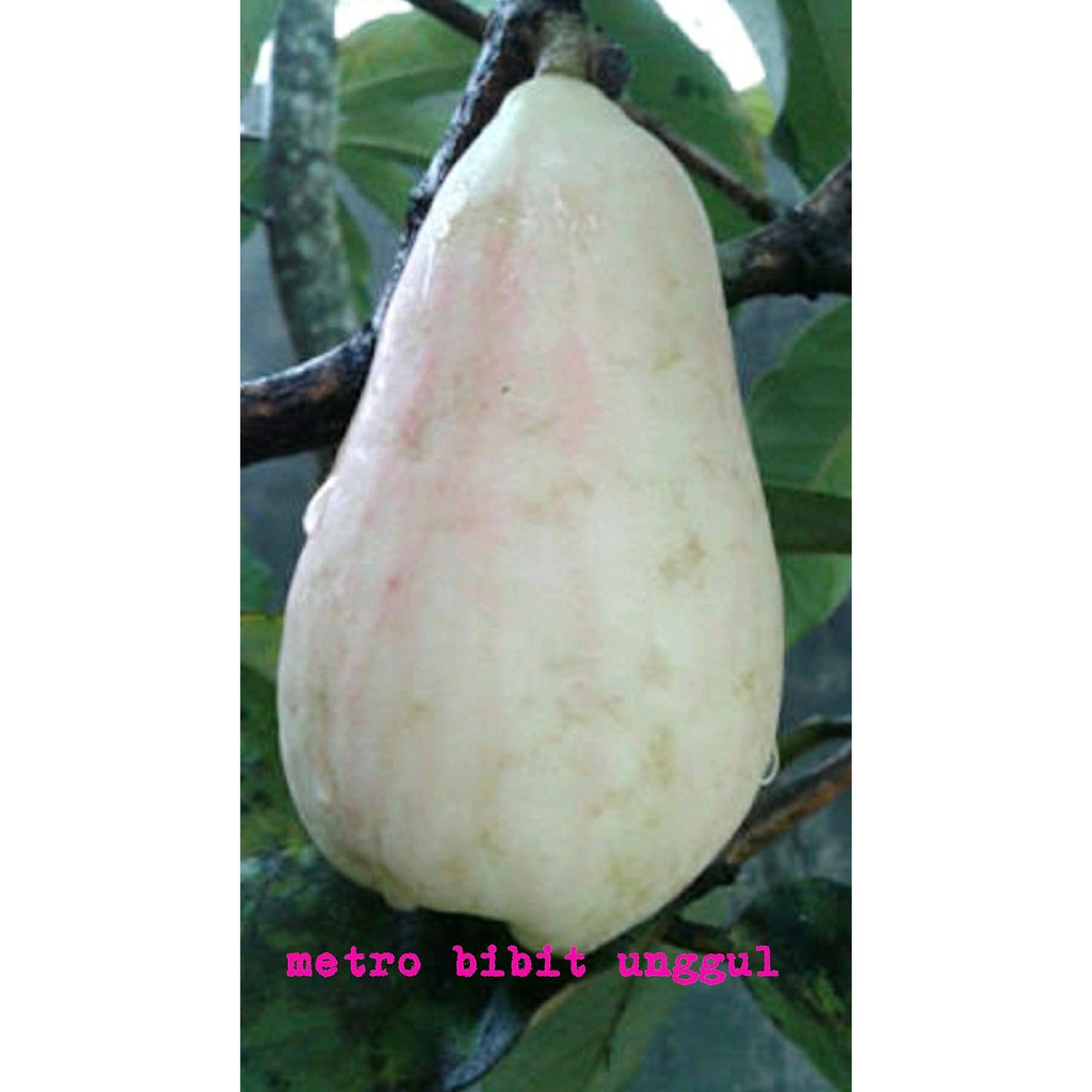 Grosir Bibit Buah Jambu Bol Jamaika Putih Super Kw+