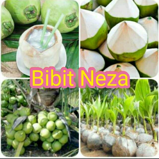 Bibit Kelapa Hijau HIBRIDA JUMBO Super Genjah