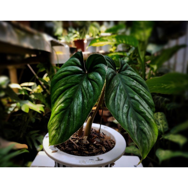 Philodendron Plowmanii Black face Narrow