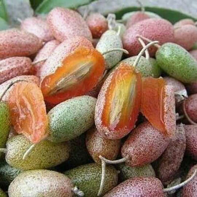 bibit buah silver berry // berry super silver unik