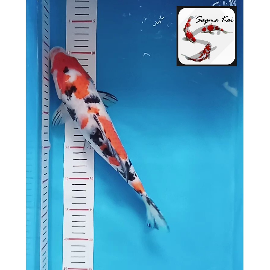 Koi Sanke Lokal Blitar 30 CM