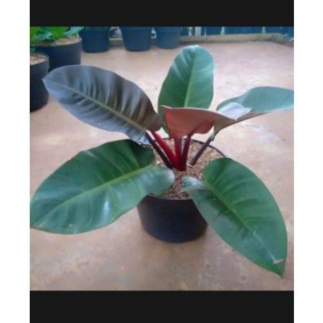 Philo black cardinal