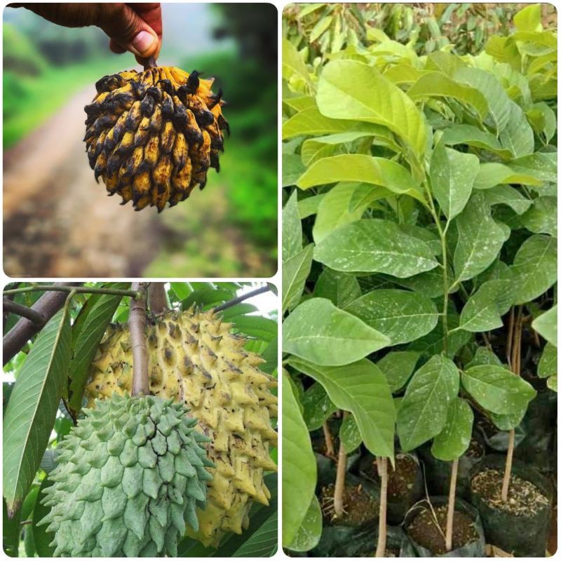BIBIT BUAH SRIKAYA NANAS SRIKAYA KUNING BUAH BIRIBA