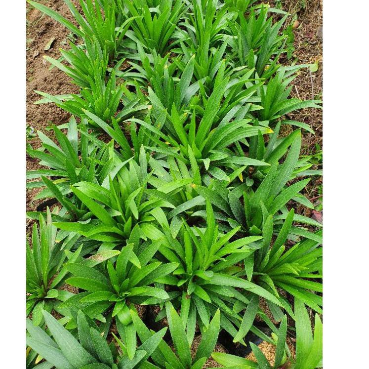 Terbaru Bibit bunga lily casablanca