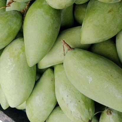 

BUAH MANGGA MUDA SEGAR / MANGGA MUDA RUJAK FRESH 1 KG