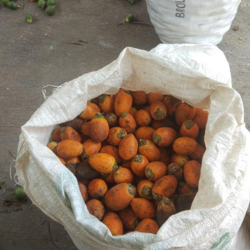 benih pohon pinang pandan wangi- bibit pohon pinang  varietas unggul  super genjah cepet berbuah  .k