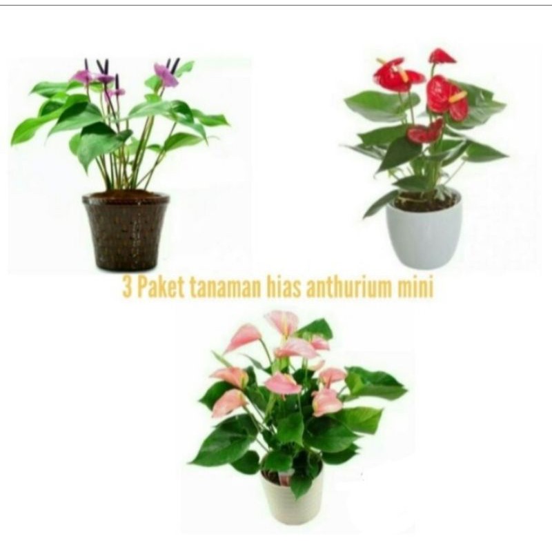 paket hemat 3 jenis anthurium bunga berbeda