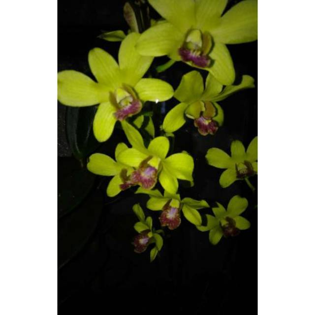 Anggrek dendrobium dewasa batangan