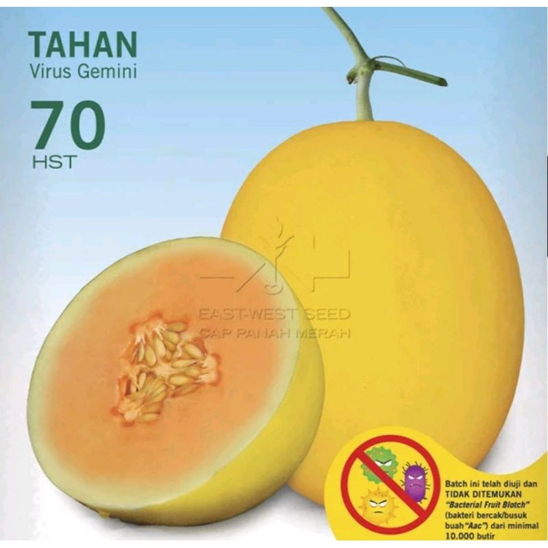 BENIH MELON GOLDEN ALISHA F1 REPACK 10 SEEDS