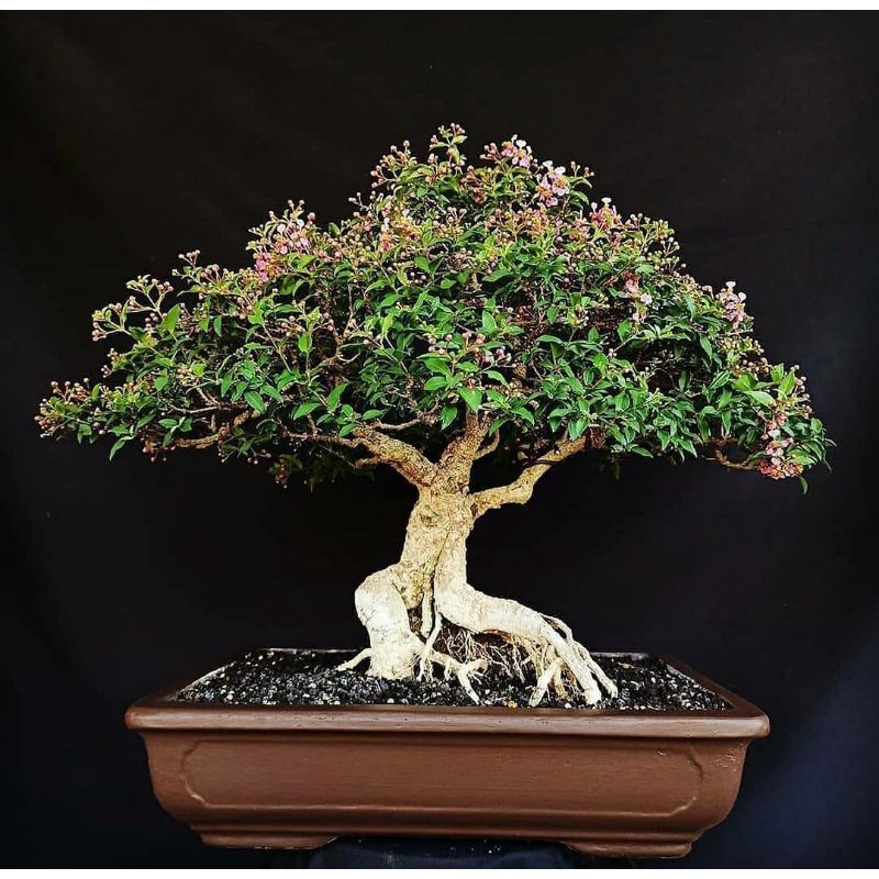 (BISA COD) Bahan bonsai sakura mikro rimbun