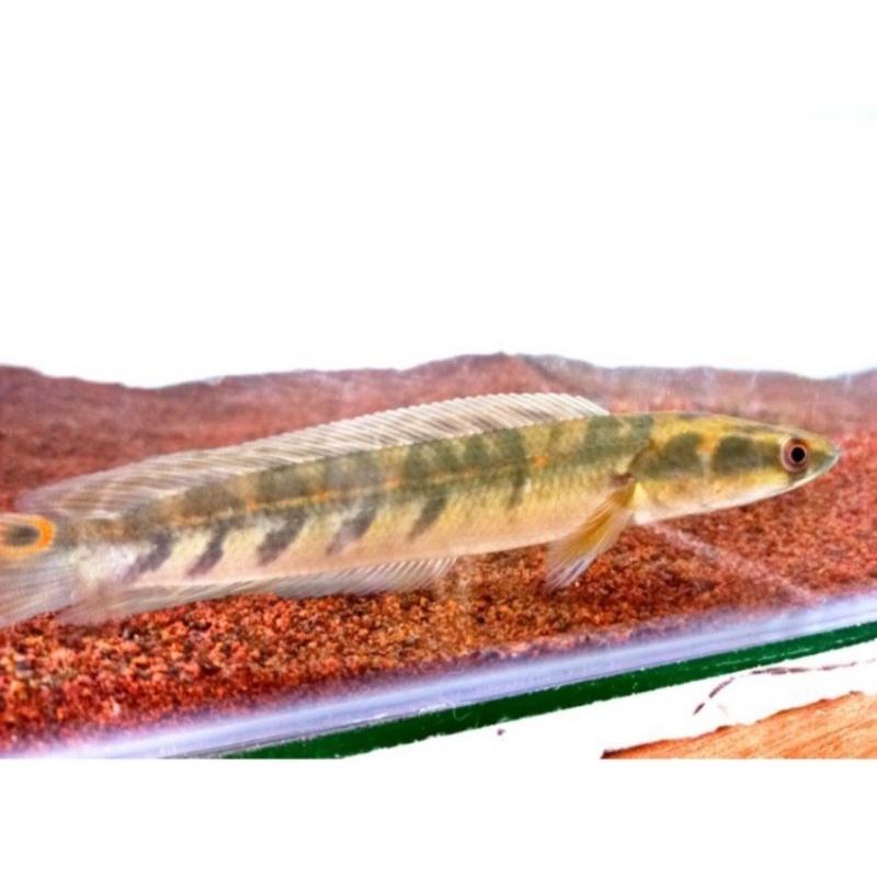 PROMO CHANNA MARU YS - BAR SIMET (6/6 & 7/7) size 12-14cm - GEN BAGUS