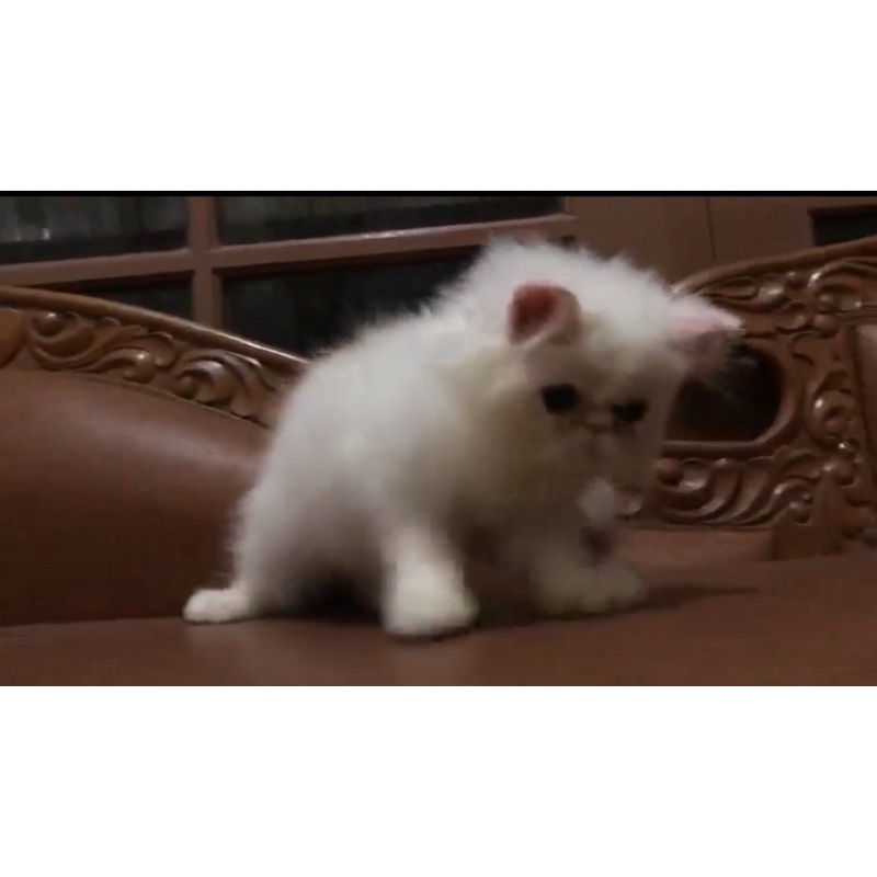 PEAKNOSE WHITE SOLID