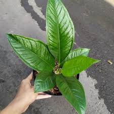 tanaman hasi Anthurium  levis 501