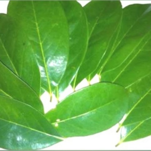 

DAUN SIRSAK SEGAR per 25 Lembar
