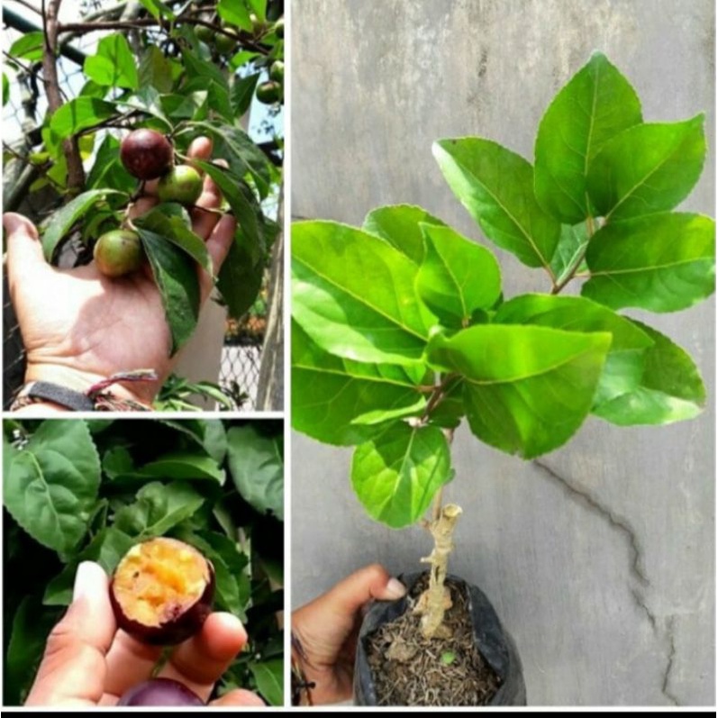 Bibit Tanaman Buah Plum Manilla/Bibit Buah Plum Manila