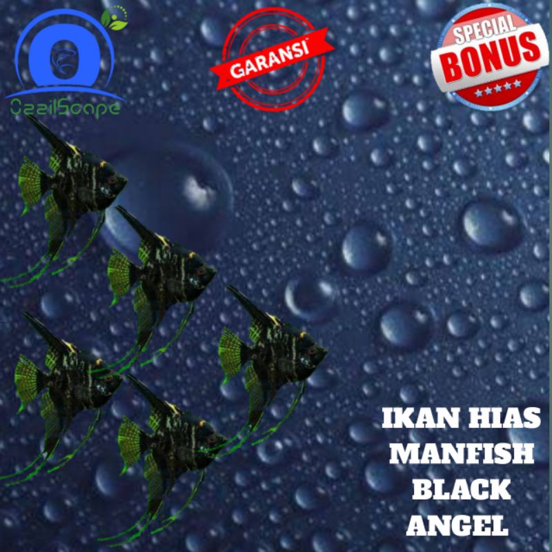 IKAN HIAS MANFISH  BLACK ANGEL || AQUASCAPE