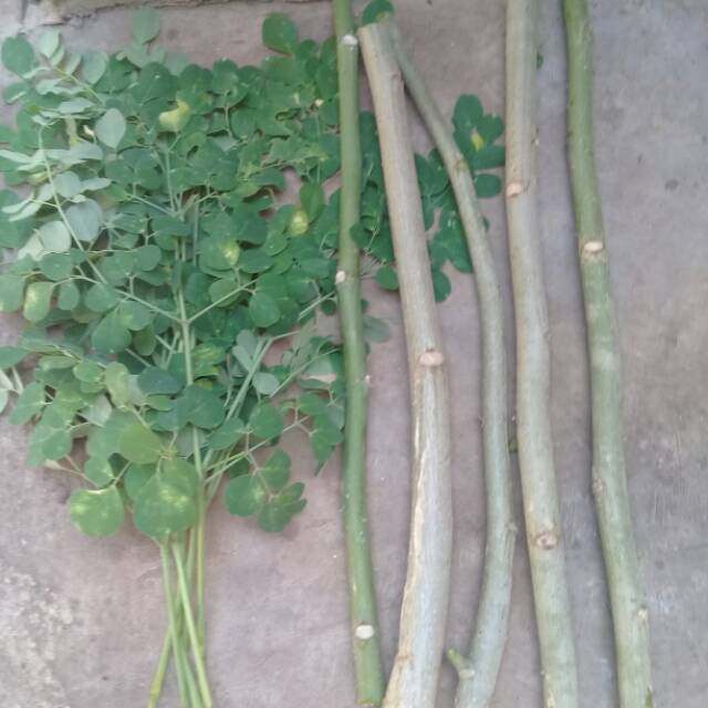 Bibit stek pohon kelor