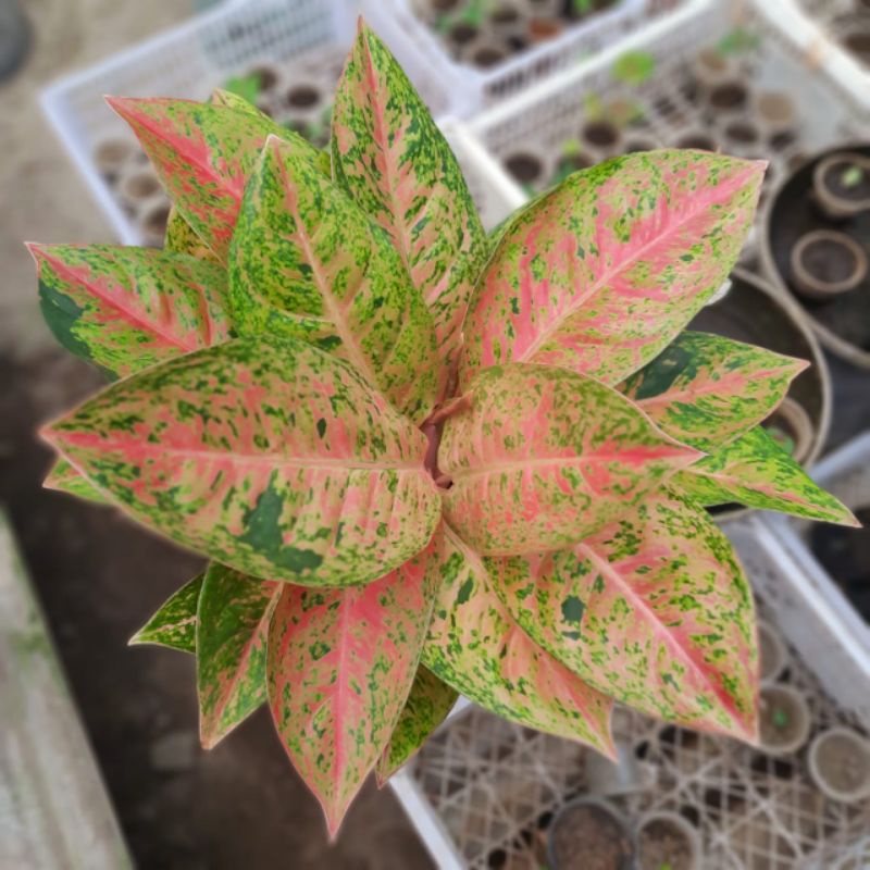 AGLONEMA BIGROY / TANAMAN HIAS AGLAONEMA BIGROY MUTASI MERAH
