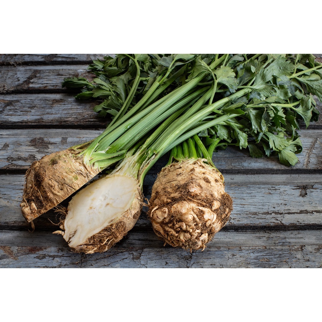 Benih Bibit Biji - Celeriac Giant Prague (Apium graveolens var. rapaceum) Seeds - IMPORT