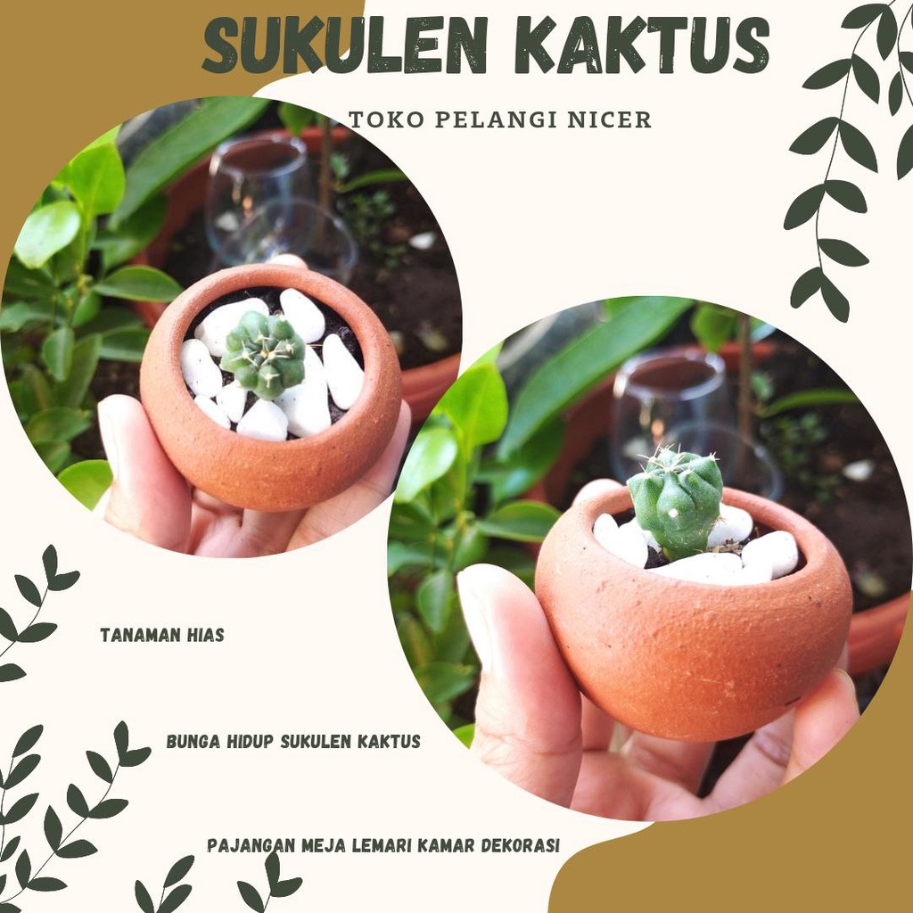 Kaktus Mini Bunga Sukulen Tanaman Hias Bunga Hidup Artificial Pot Gerabah 07