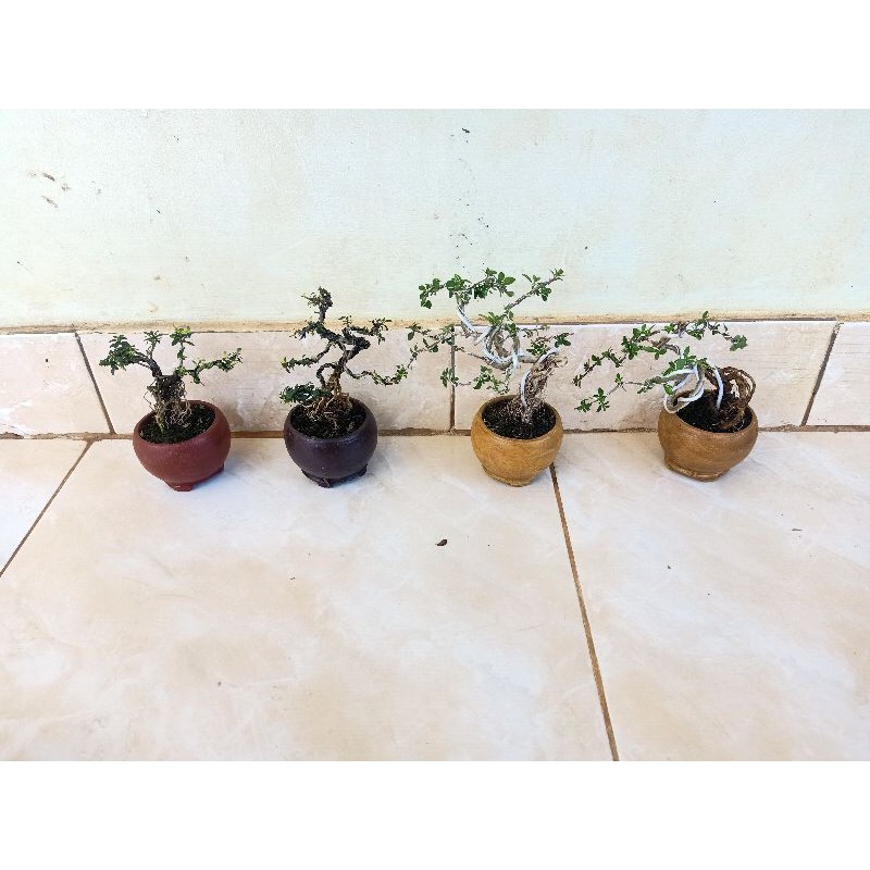 paket 4 bonsai shito - bonsai mini - bonsai hidup