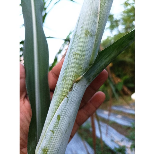Bibit Rumput ZANZIBAR 5kg isi 100 Stek Rumput Zanzibar khusus kirim Area Aceh