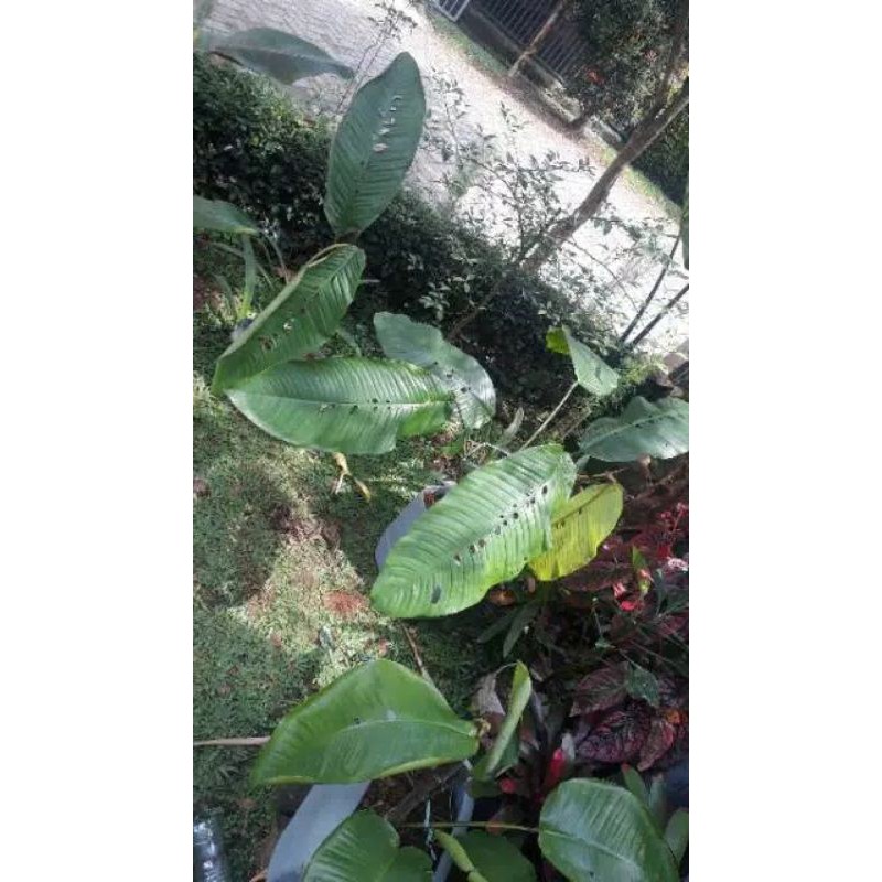 raphidophora foraminifera (bibit tanaman)