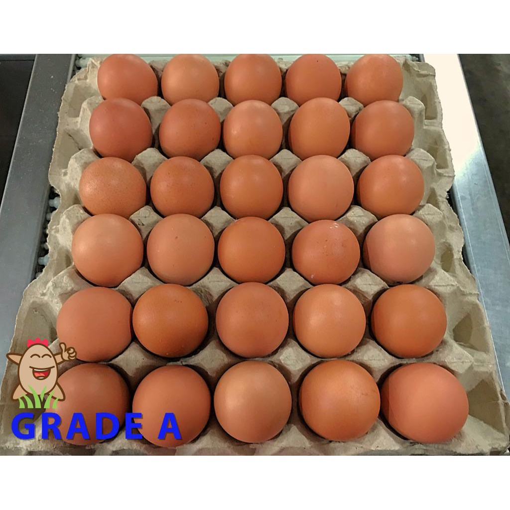 Telur Ayam SPNI Jumbo (Grade A 30 Butir) Sortiran Mesin