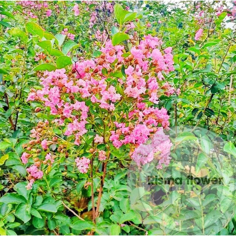 Tanaman hias pohon bunga sakura tinggi ± 1 meter / bunga sakura hidup / tanaman hias hidup