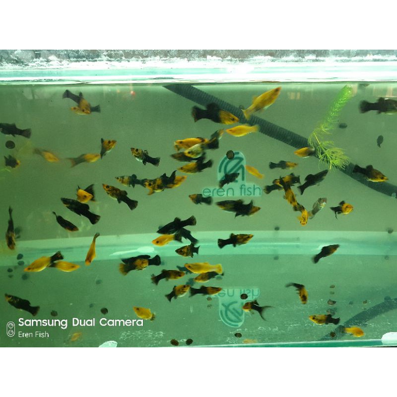 Golden Black molly cawang atau bondol
