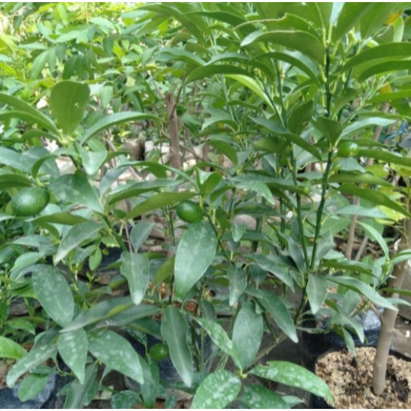 Pohon Jeruk Nagami Bibit Tanaman Pohon Buah Jeruk Nagami