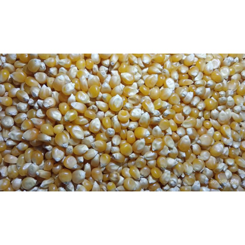 

jagung popcorn mentah kemasan 100gram